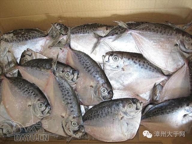 漳州地区的鱼有什么特点，漳州海鲜市场常见鱼类