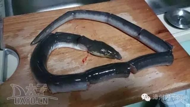 漳州地区的鱼有什么特点，漳州海鲜市场常见鱼类