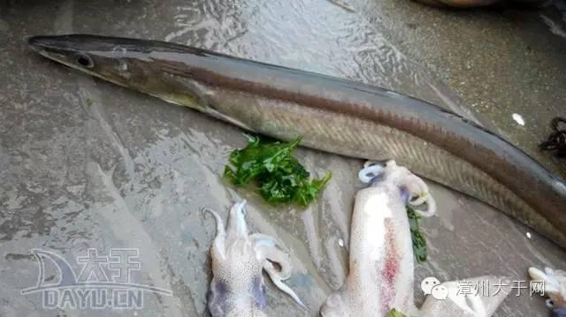 漳州地区的鱼有什么特点，漳州海鲜市场常见鱼类