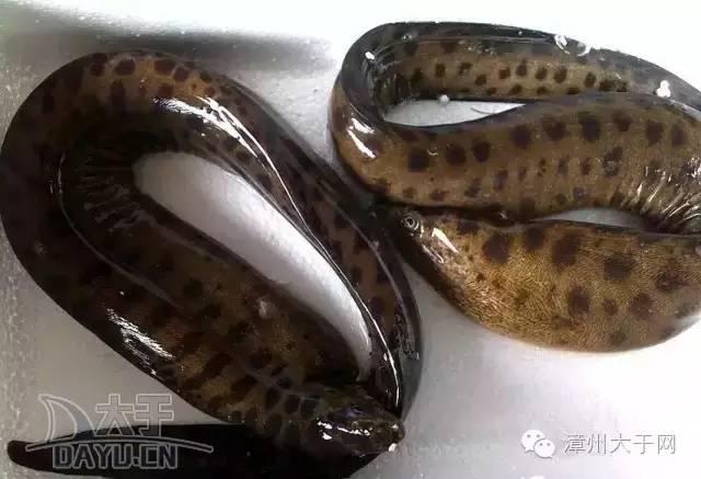 漳州地区的鱼有什么特点，漳州海鲜市场常见鱼类