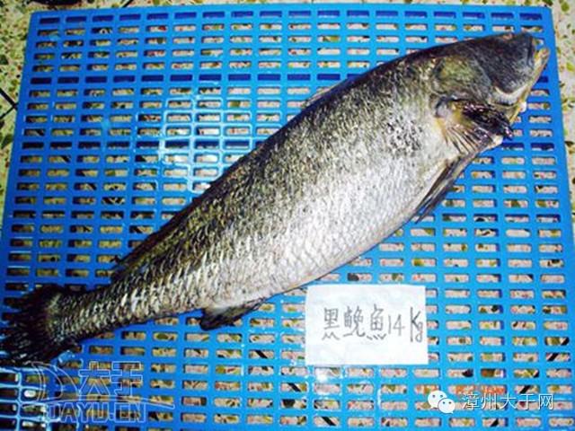 漳州地区的鱼有什么特点，漳州海鲜市场常见鱼类