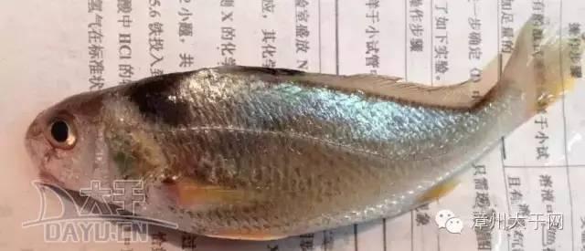 漳州地区的鱼有什么特点，漳州海鲜市场常见鱼类