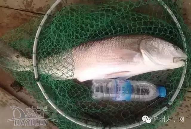 漳州地区的鱼有什么特点，漳州海鲜市场常见鱼类
