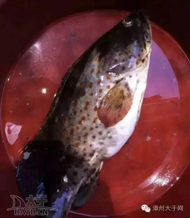 漳州地区的鱼有什么特点，漳州海鲜市场常见鱼类