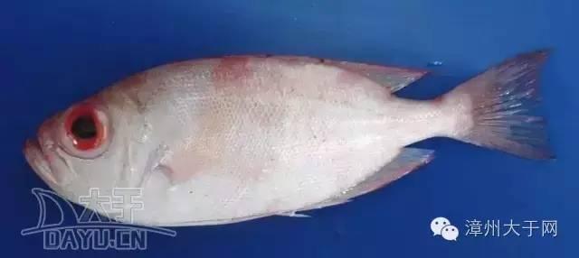 漳州地区的鱼有什么特点，漳州海鲜市场常见鱼类