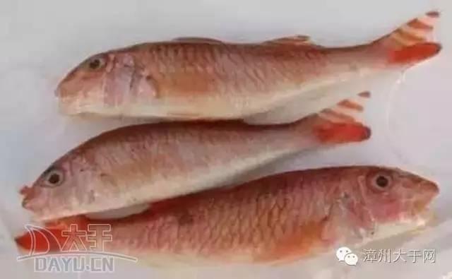 漳州地区的鱼有什么特点，漳州海鲜市场常见鱼类