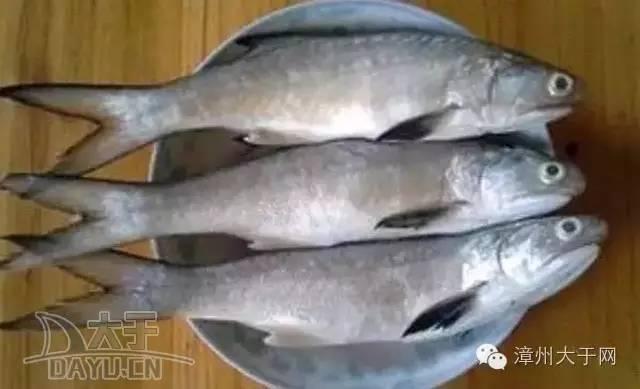 漳州地区的鱼有什么特点，漳州海鲜市场常见鱼类