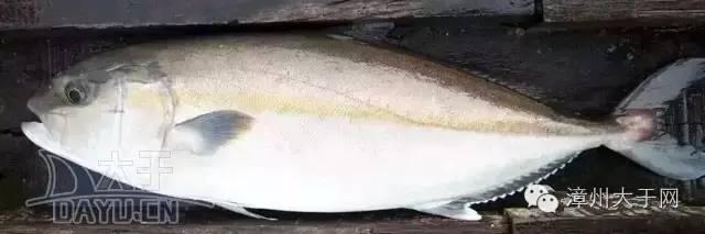 漳州地区的鱼有什么特点，漳州海鲜市场常见鱼类