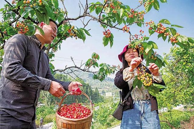 重庆樱桃可以摘吗，“云雾花涧”第八届樱桃采摘节正式开幕