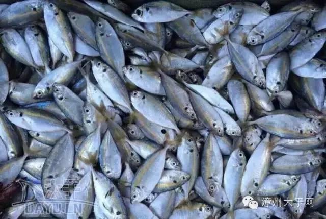 漳州地区的鱼有什么特点，漳州海鲜市场常见鱼类