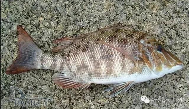 漳州地区的鱼有什么特点，漳州海鲜市场常见鱼类