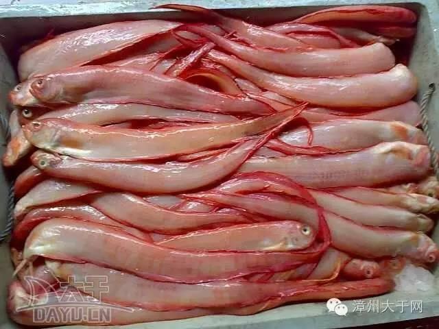 漳州地区的鱼有什么特点，漳州海鲜市场常见鱼类