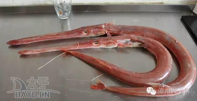 漳州地区的鱼有什么特点，漳州海鲜市场常见鱼类