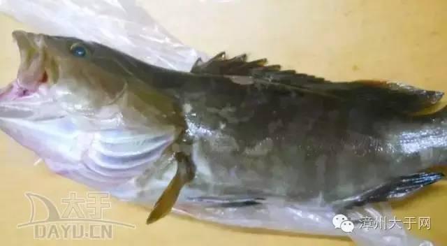 漳州地区的鱼有什么特点，漳州海鲜市场常见鱼类