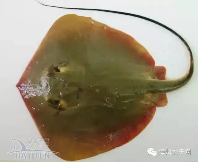 漳州地区的鱼有什么特点，漳州海鲜市场常见鱼类