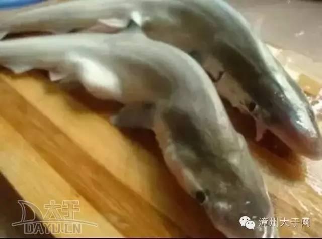 漳州地区的鱼有什么特点，漳州海鲜市场常见鱼类