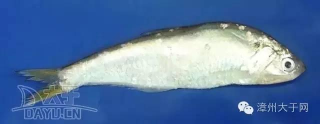 漳州地区的鱼有什么特点，漳州海鲜市场常见鱼类