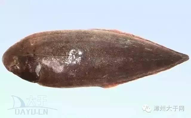 漳州地区的鱼有什么特点，漳州海鲜市场常见鱼类