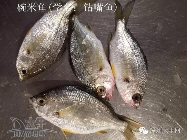 漳州地区的鱼有什么特点，漳州海鲜市场常见鱼类