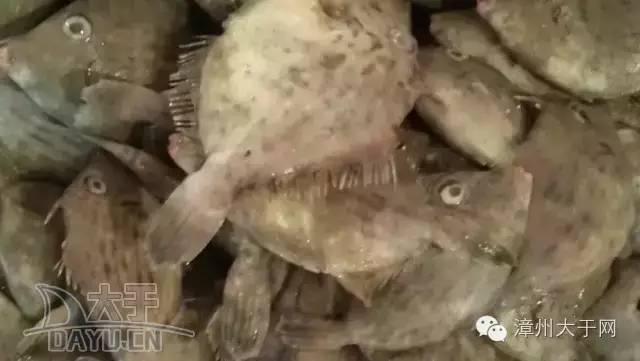 漳州地区的鱼有什么特点，漳州海鲜市场常见鱼类