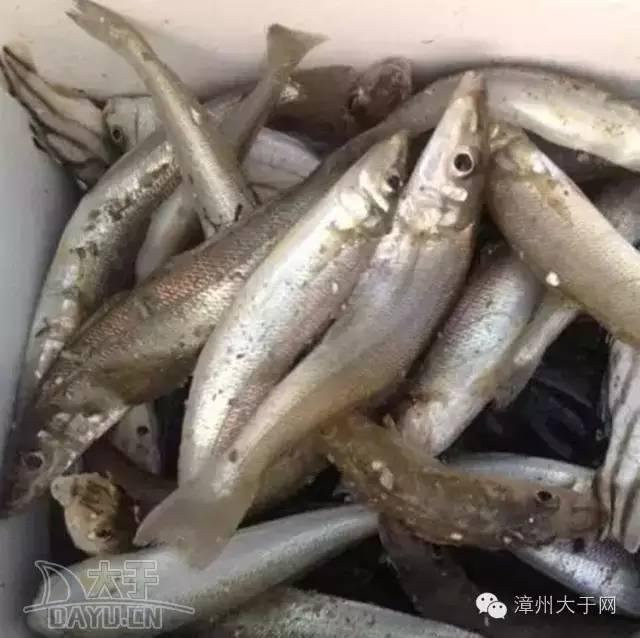 漳州地区的鱼有什么特点，漳州海鲜市场常见鱼类
