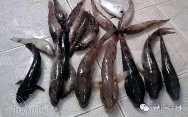 漳州地区的鱼有什么特点，漳州海鲜市场常见鱼类