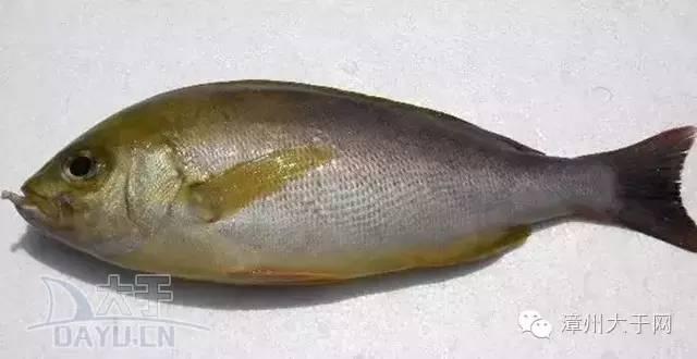 漳州地区的鱼有什么特点，漳州海鲜市场常见鱼类