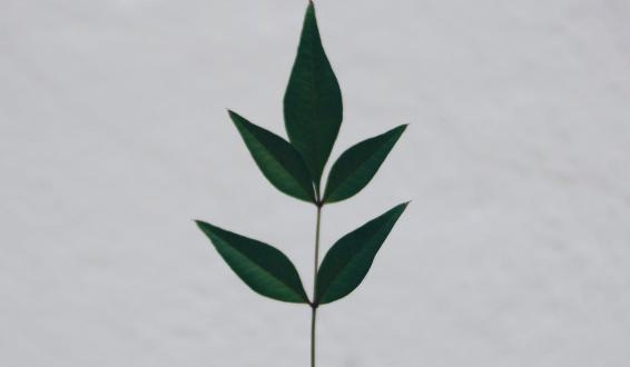 牛掰是什么意思，牛掰什么梗