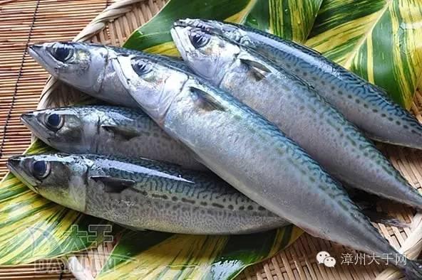 漳州地区的鱼有什么特点，漳州海鲜市场常见鱼类