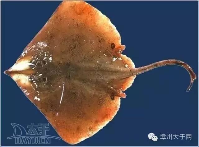 漳州地区的鱼有什么特点，漳州海鲜市场常见鱼类