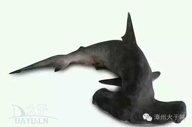 漳州地区的鱼有什么特点，漳州海鲜市场常见鱼类