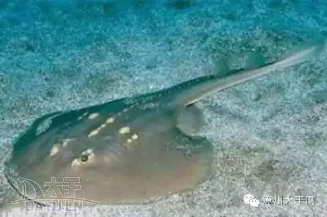 漳州地区的鱼有什么特点，漳州海鲜市场常见鱼类