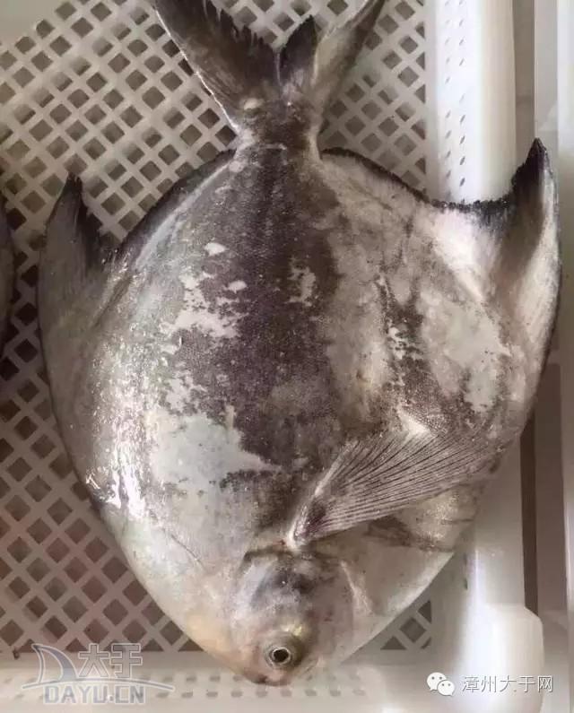 漳州地区的鱼有什么特点，漳州海鲜市场常见鱼类