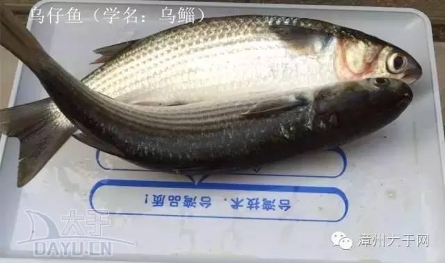 漳州地区的鱼有什么特点，漳州海鲜市场常见鱼类