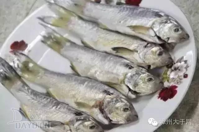 漳州地区的鱼有什么特点，漳州海鲜市场常见鱼类