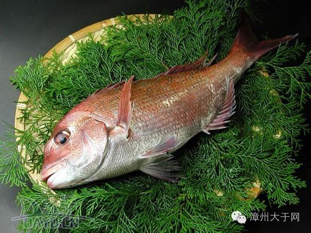漳州地区的鱼有什么特点，漳州海鲜市场常见鱼类