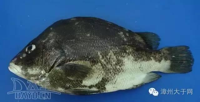 漳州地区的鱼有什么特点，漳州海鲜市场常见鱼类