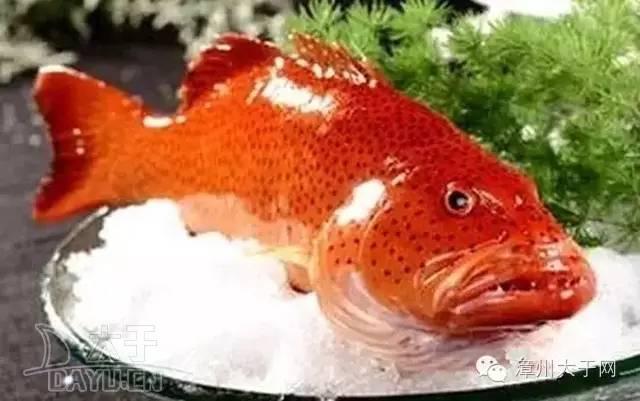 漳州地区的鱼有什么特点，漳州海鲜市场常见鱼类