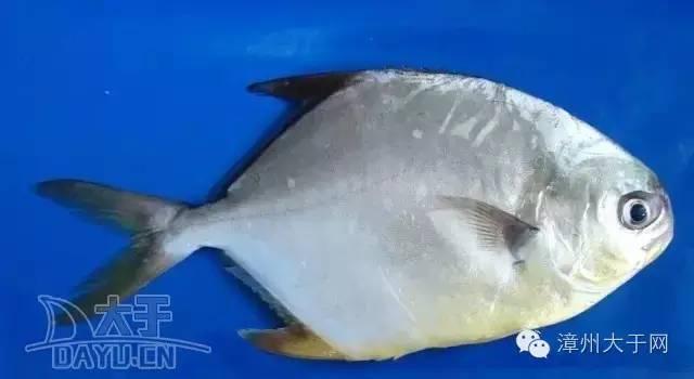 漳州地区的鱼有什么特点，漳州海鲜市场常见鱼类