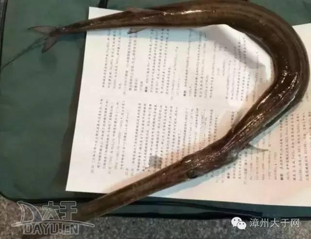 漳州地区的鱼有什么特点，漳州海鲜市场常见鱼类