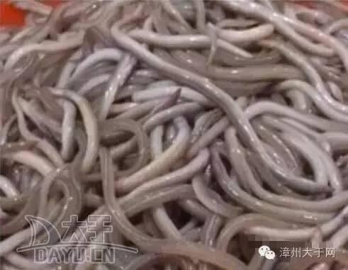 漳州地区的鱼有什么特点，漳州海鲜市场常见鱼类