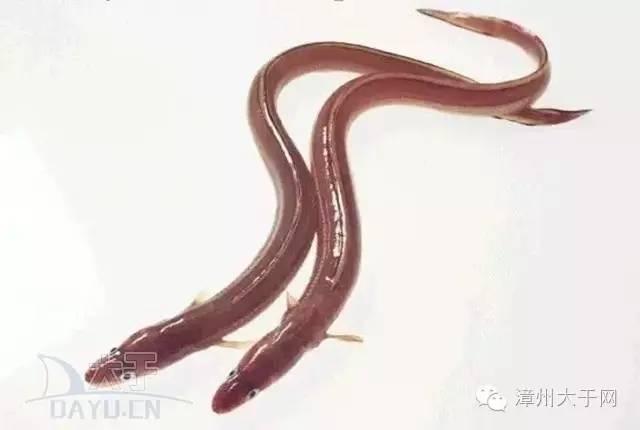 漳州地区的鱼有什么特点，漳州海鲜市场常见鱼类