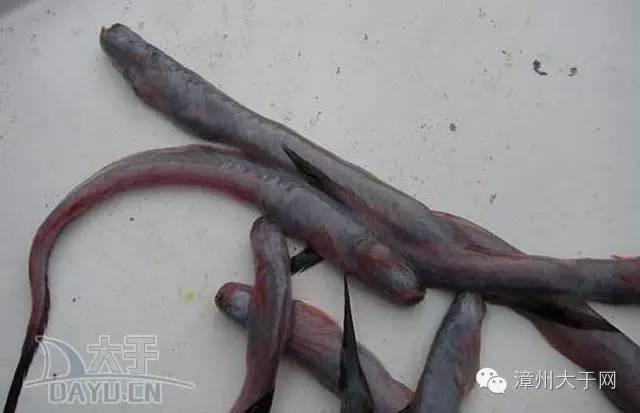 漳州地区的鱼有什么特点，漳州海鲜市场常见鱼类