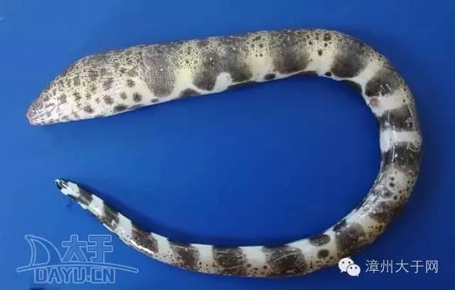 漳州地区的鱼有什么特点，漳州海鲜市场常见鱼类