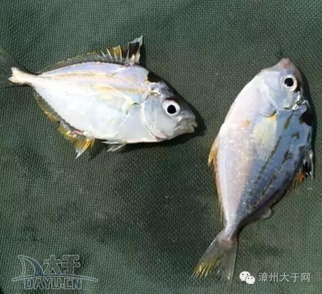 漳州地区的鱼有什么特点，漳州海鲜市场常见鱼类