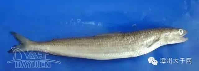 漳州地区的鱼有什么特点，漳州海鲜市场常见鱼类