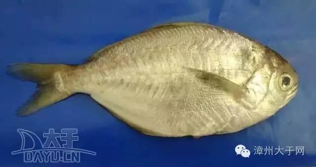 漳州地区的鱼有什么特点，漳州海鲜市场常见鱼类