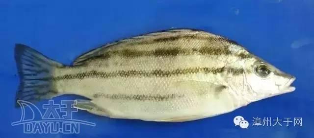 漳州地区的鱼有什么特点，漳州海鲜市场常见鱼类