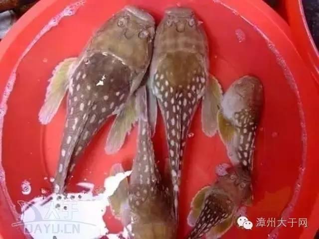 漳州地区的鱼有什么特点，漳州海鲜市场常见鱼类