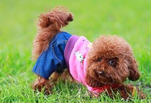 贵宾犬详细资料，最全面的贵宾犬介绍
